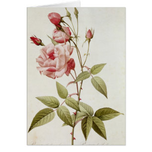 Vulgaris indica de Rosa, des 'roses de Les