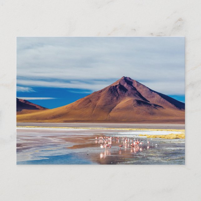 Vulkan und Flamingos Postkarte (Vorderseite)