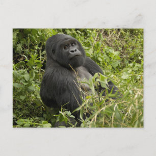 Vulkane Nationalpark, Berggorilla Postkarte
