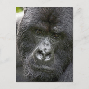 Vulkane NP, Ruanda, Berggorillas, Postkarte