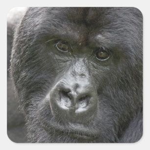 Vulkane NP, Ruanda, Berggorillas, Quadratischer Aufkleber