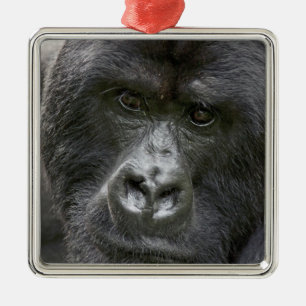 Vulkane NP, Ruanda, Berggorillas, Silbernes Ornament