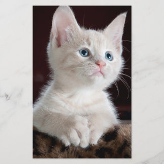 Vulnerable White Kitten Briefpapier
