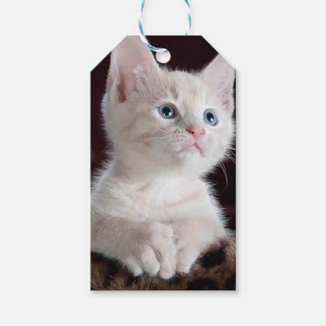 Vulnerable White Kitten Geschenkanhänger (Vorderseite)