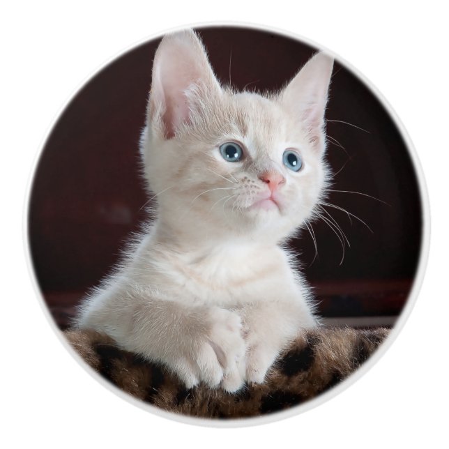 Vulnerable White Kitten Keramikknauf (Vorderseite)