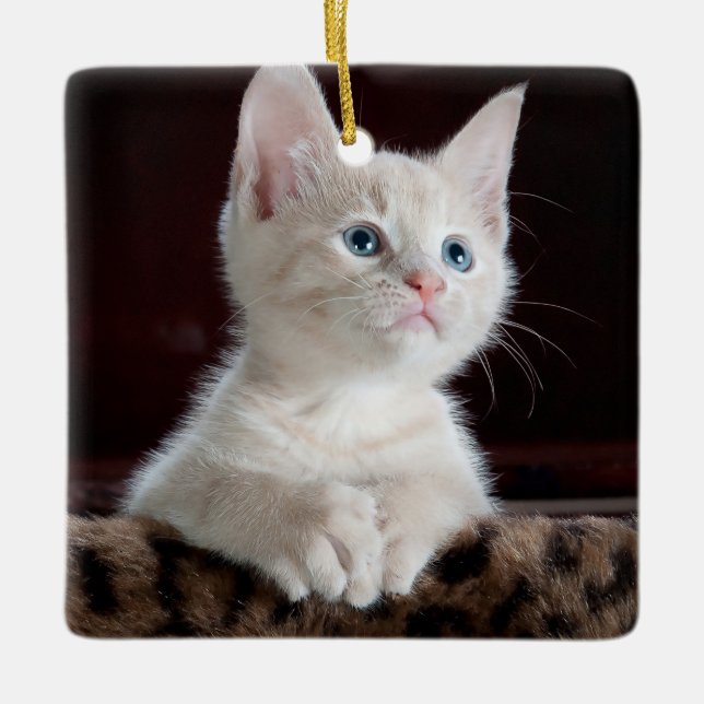 Vulnerable White Kitten Keramikornament (Vorderseite)