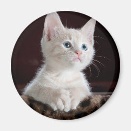 Vulnerable White Kitten Magnet