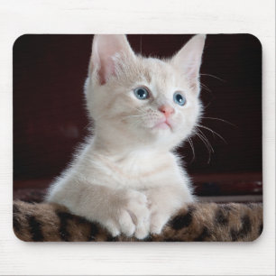 Vulnerable White Kitten Mousepad