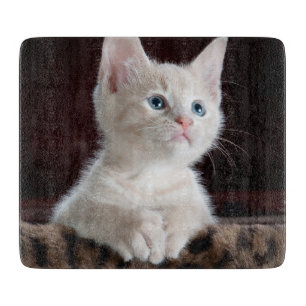 Vulnerable White Kitten Schneidebrett