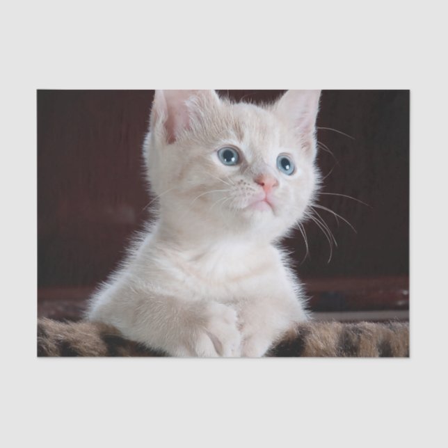 Vulnerable White Kitten Seidenpapier (Vorderseite)