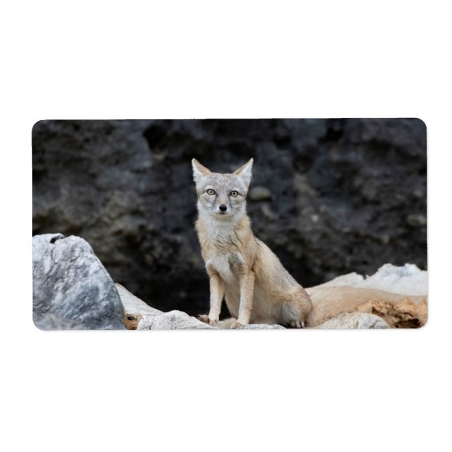 Vulpes corsac (Vorne)
