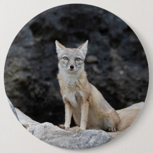 Vulpes corsac button