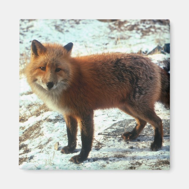 Vulpes_vulpes_red fox magnet (Vorne)