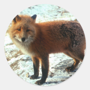 Vulpes_vulpes_red Fuchs Runder Aufkleber