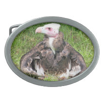 VULTUR