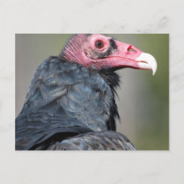 Vulture Bird Raptor Red Face Postkarte