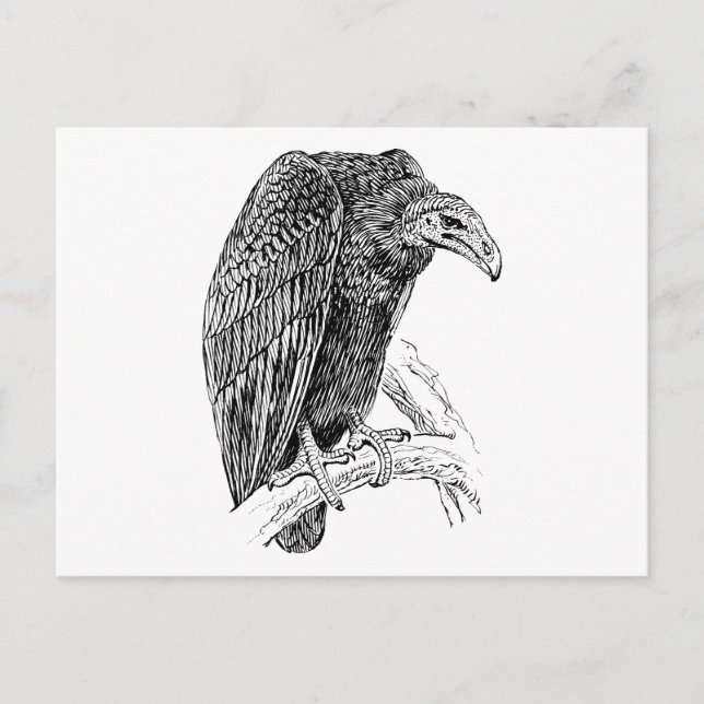 Vulture Bird Realistic Sketch Postkarte (Vorderseite)