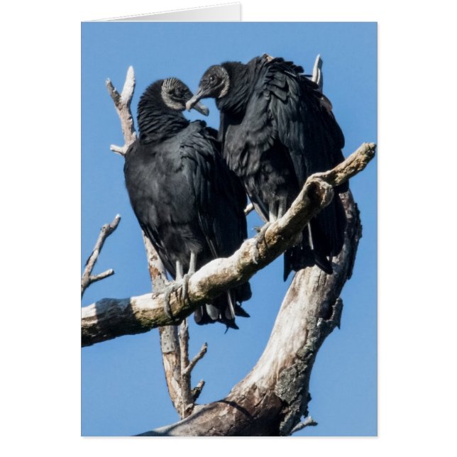 Vulture Honeymoon (Vorne)