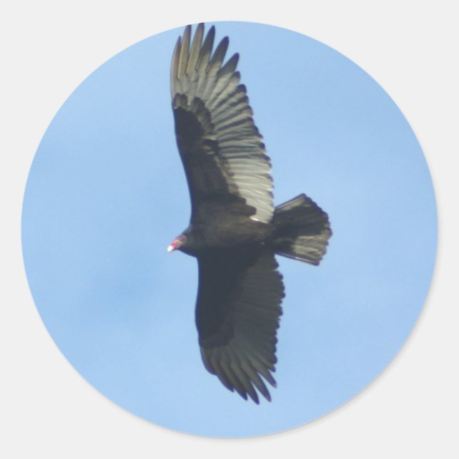 Vulture Ornithology Runder Aufkleber (Vorderseite)