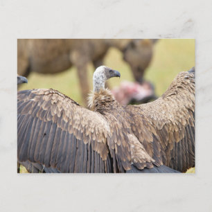 Vulture und Hyena Postkarte