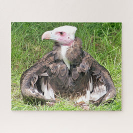 VULTURELLE VOGELN
