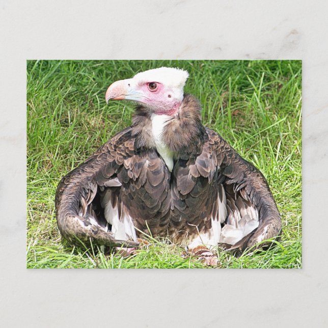 VULTURELLE VOGELN POSTKARTE (Vorderseite)