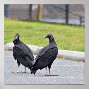 Vultures Poster