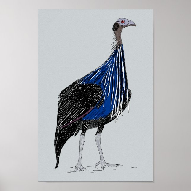Vulturine Guineafowl Poster (Vorne)
