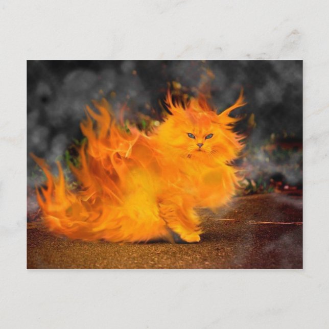 Vuur Kat Postkarte (Vorderseite)