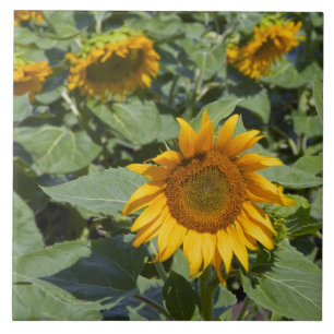 WA, Kittitas County, Sonnenblumenfeld Fliese
