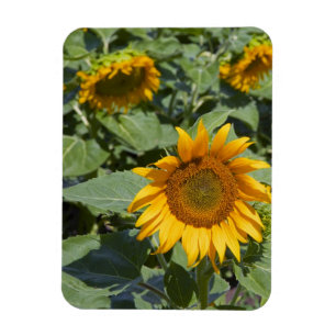 WA, Kittitas County, Sonnenblumenfeld Magnet