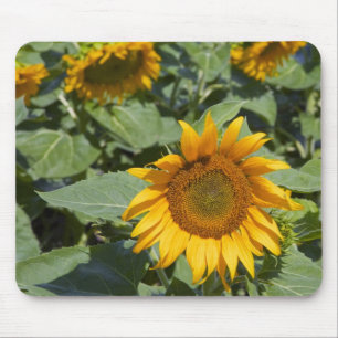 WA, Kittitas County, Sonnenblumenfeld Mousepad