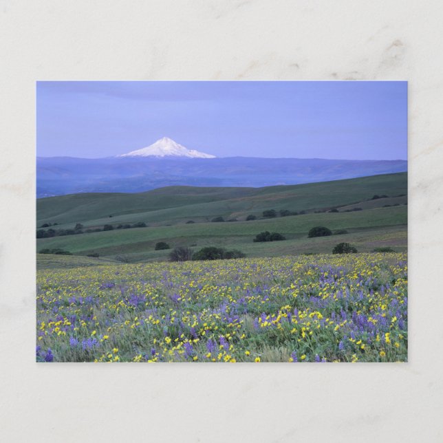 WA, Klickitat County, Dalles Mountain Ranch, Postkarte (Vorderseite)