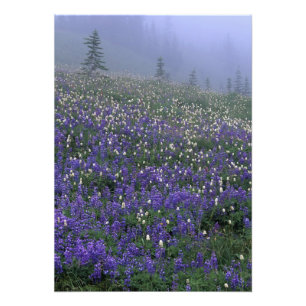 WA, Mt. Rainier NP, Lupinen- und Bistort-Wiese Fotodruck