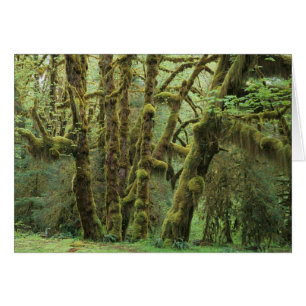 WA, Olympic NP, Hoh Rain Forest, Hall of Fame