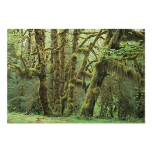 WA, Olympic NP, Hoh Rain Forest, Hall of Fame Fotodruck