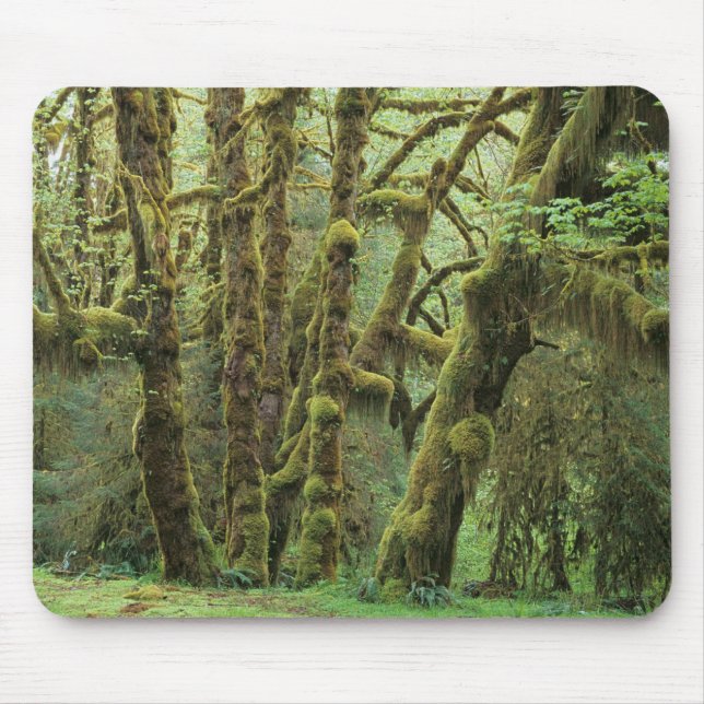 WA, Olympic NP, Hoh Rain Forest, Hall of Fame Mousepad (Vorne)