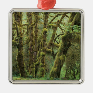 WA, Olympic NP, Hoh-Regenwald, Halle der Ornament Aus Metall