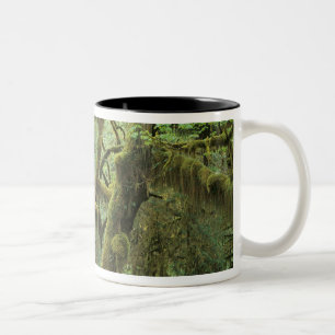 WA, Olympic NP, Hoh-Regenwald, Halle der Zweifarbige Tasse