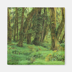WA, Olympic NP, Quinault-Regenwald, Moos Magnet