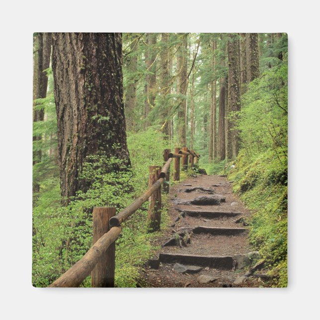 WA, Olympic NP, Sol Duc Valley, Regenwald Magnet (Vorne)
