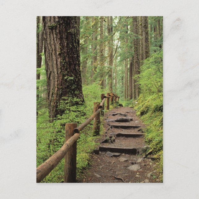 WA, Olympic NP, Sol Duc Valley, Regenwald Postkarte (Vorderseite)