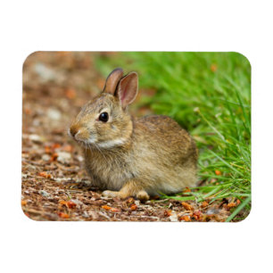 WA, Redmond, Eastern Cottontail Baby-Kaninchen Magnet