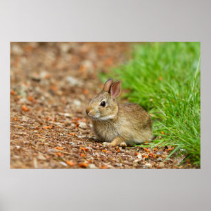 WA, Redmond, Eastern Cottontail Baby-Kaninchen Poster