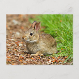 WA, Redmond, Eastern-Cottontail-Baby-Kaninchen Postkarte