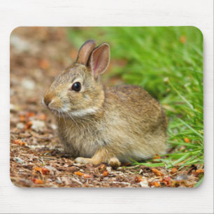 WA, Redmond, Ostamerikanisches Baumwollschwanzkani Mousepad