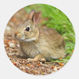 WA, Redmond, Östliches Baumwollschwanzkaninchen-Ba Runder Aufkleber