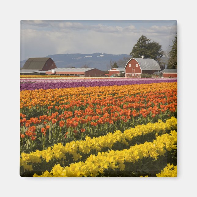 WA, Skagit Valley, Blütenfelder, Tulip Magnet (Vorne)