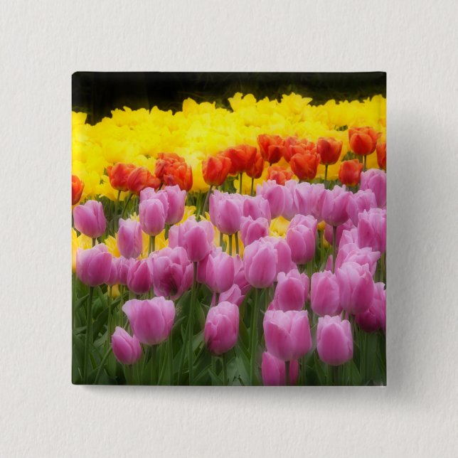 WA, Skagit Valley, Roozengaarde Tulip Garden, 2 Button (Vorderseite)