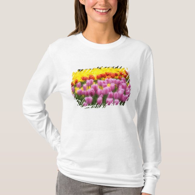 WA, Skagit Valley, Roozengaarde Tulip Garden, 2 T-Shirt (Vorderseite)